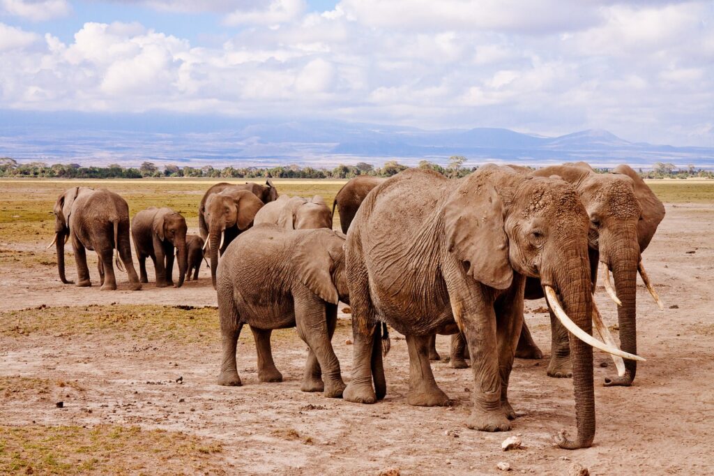 elephants, family, trunks