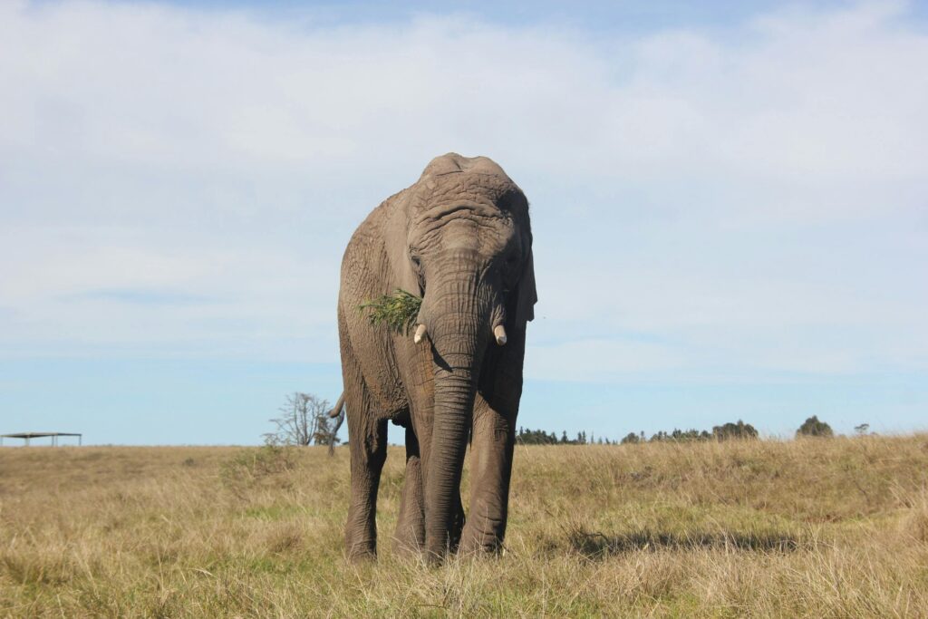 Elephant on Savanna